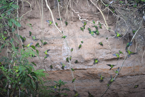 Famous Parakeet River Clay Bank.