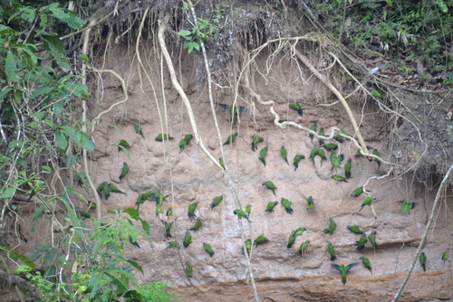 Famous Parakeet River Clay Bank.