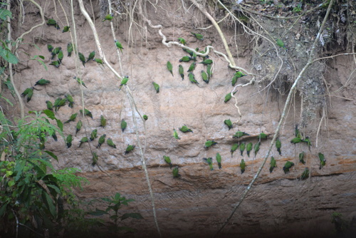 Famous Parakeet River Clay Bank.