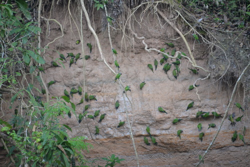 Famous Parakeet River Clay Bank.