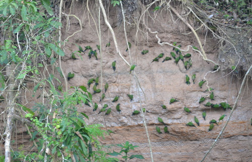 Famous Parakeet River Clay Bank.