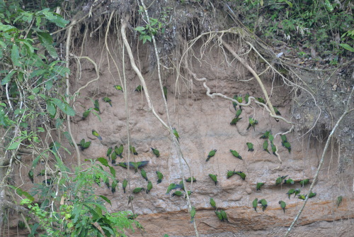 Famous Parakeet River Clay Bank.