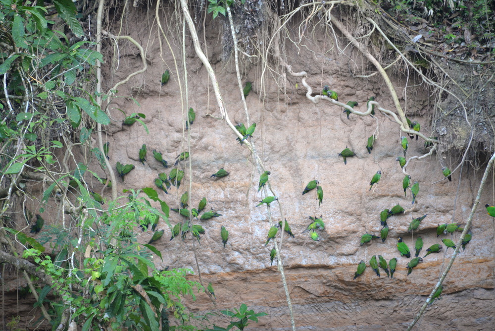 Famous Parakeet River Clay Bank.