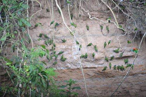 Famous Parakeet River Clay Bank.