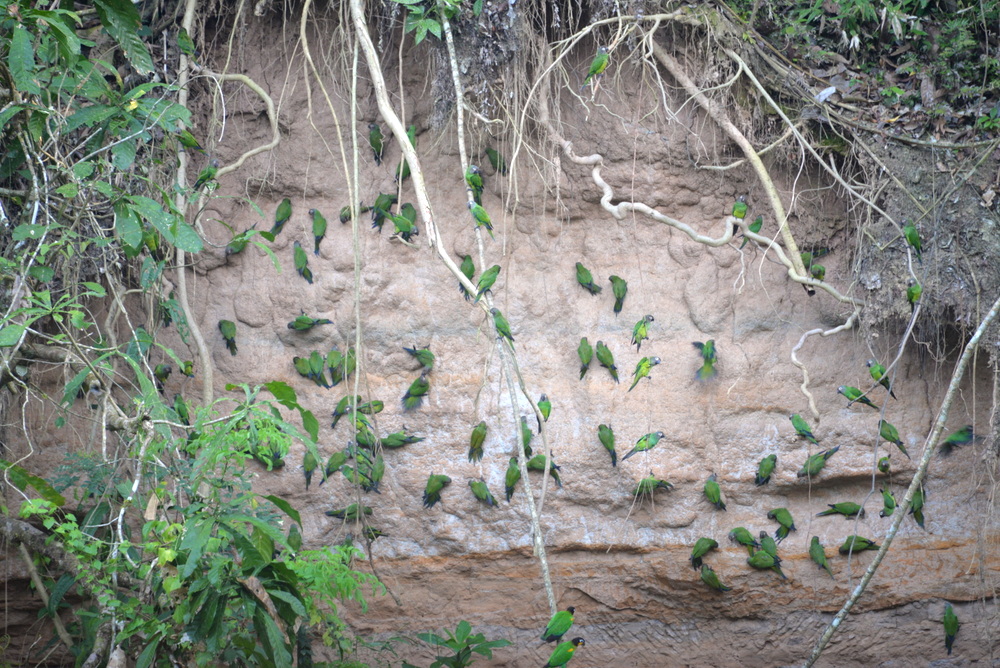 Famous Parakeet River Clay Bank.