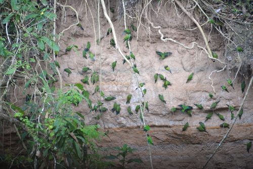 Famous Parakeet River Clay Bank.