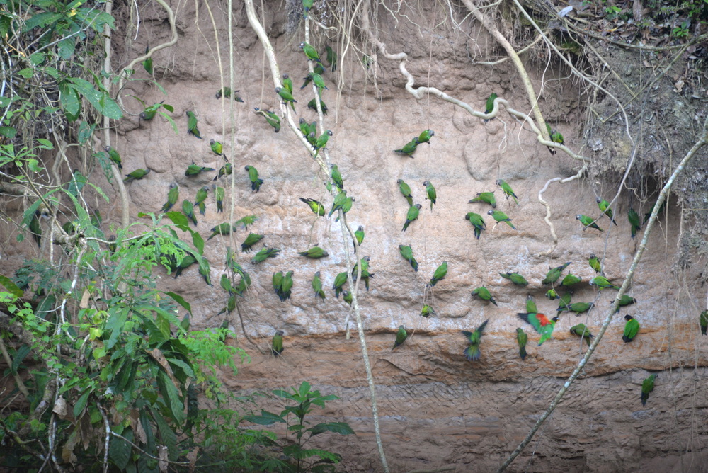 Famous Parakeet River Clay Bank.