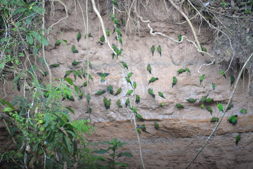 Famous Parakeet River Clay Bank.