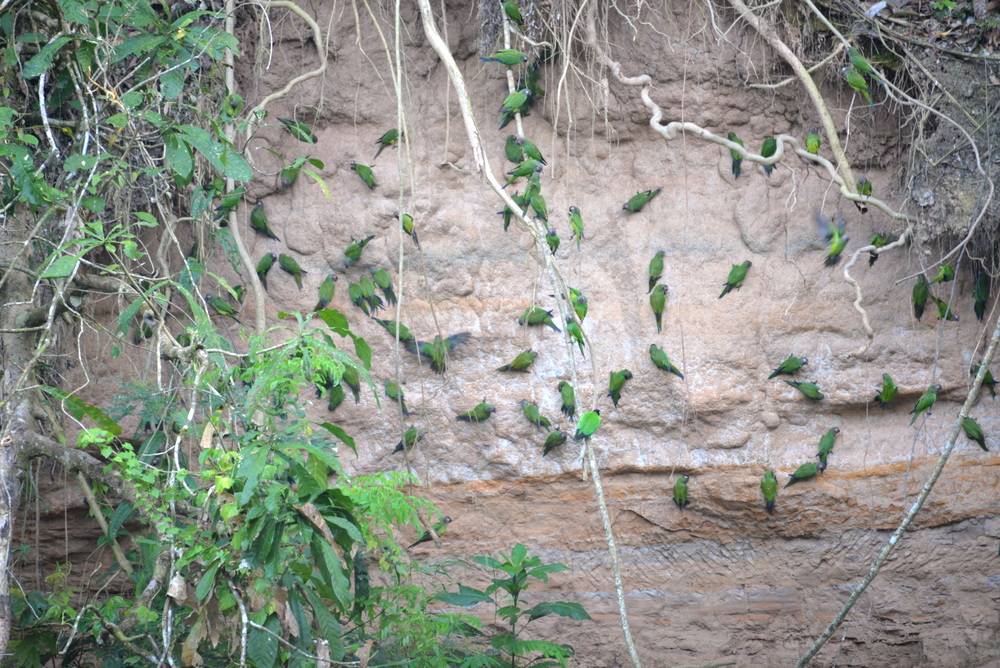 Famous Parakeet River Clay Bank.