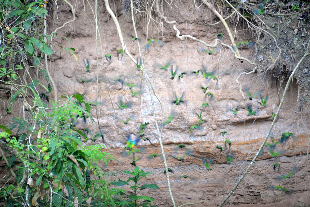 Famous Parakeet River Clay Bank.