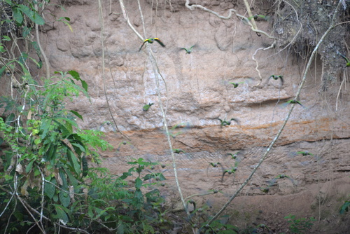 Famous Parakeet River Clay Bank.