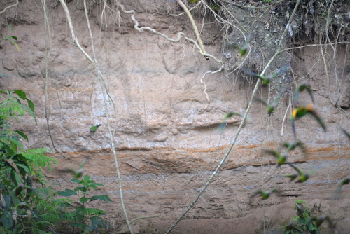 Famous Parakeet River Clay Bank.