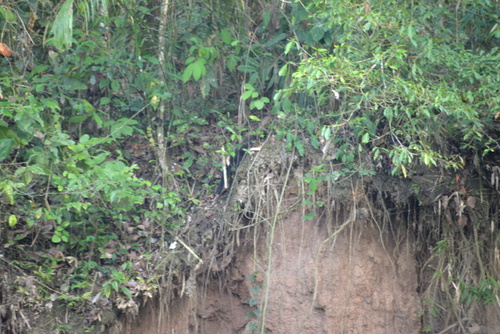 Famous Parakeet River Clay Bank.