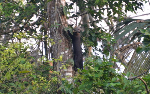 Famous Parakeet River Clay Bank.