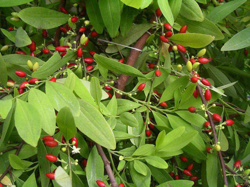 Erythroxylum Novogranatense, the Coca Plant Flower (Cocain).