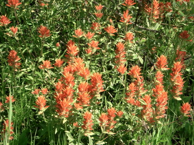 indian paintbrush divide