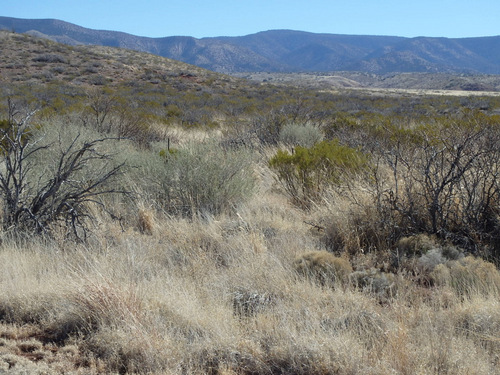 The roadside plantlife is typical of the area.