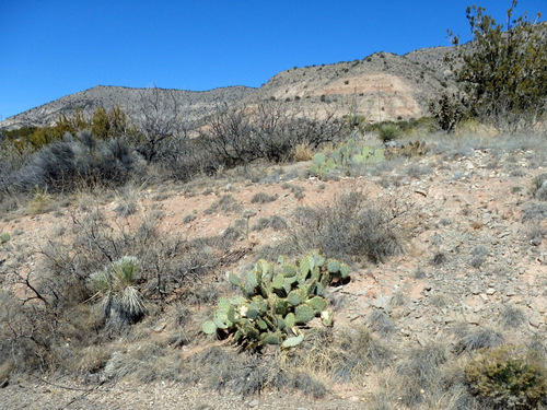 Beautiful Prickly Pear Cactus.