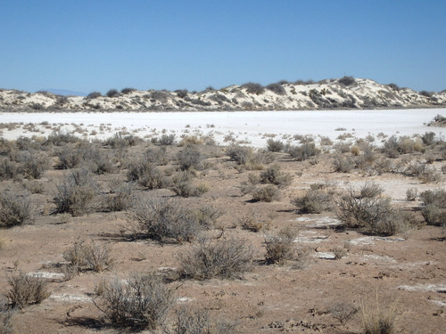 In the Chihuahua Desert looking at the Innerdunal Area.