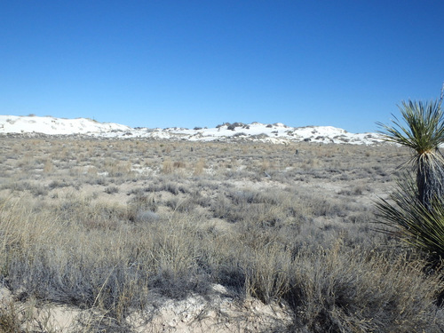 In White Sands, NM, Innerdunal Area.