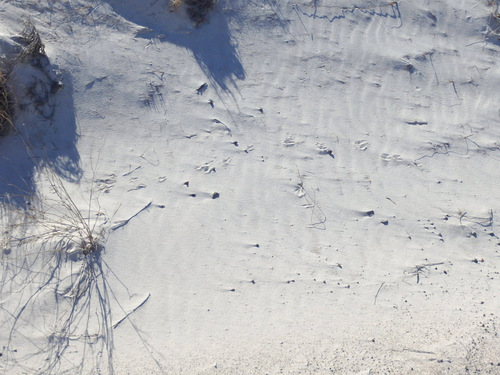 In White Sands, NM, Innerdunal Area.