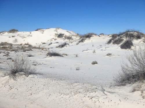 In White Sands, NM, Innerdunal Area.