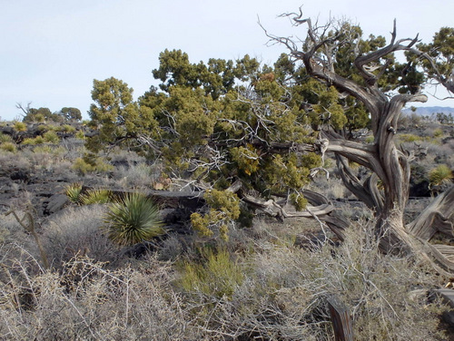 Valley of Fires, New Mexico.