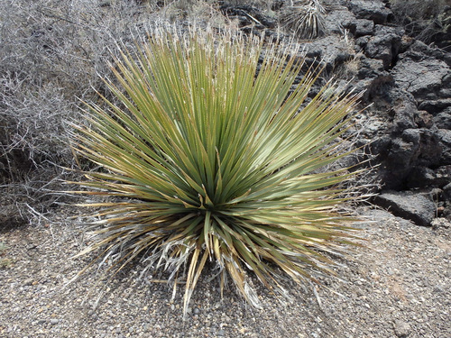 Valley of Fires, New Mexico.