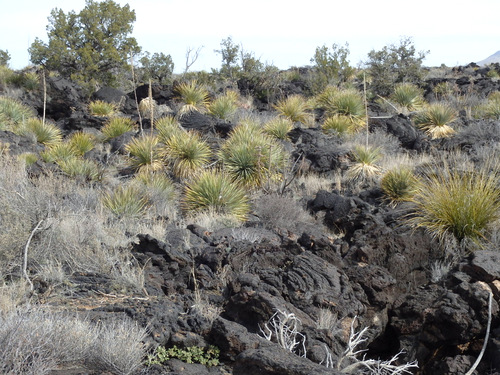 Valley of Fires, New Mexico.