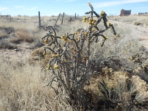 The Old Kuaua Pueblo Site.