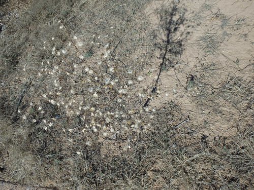 The Old Kuaua Pueblo Site.